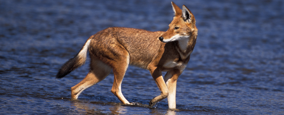 Impurest's Guide to Animals #51 - Ethiopian Wolf