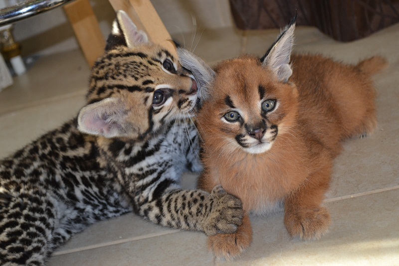 Ocelot is on the left, Caracal is on the right