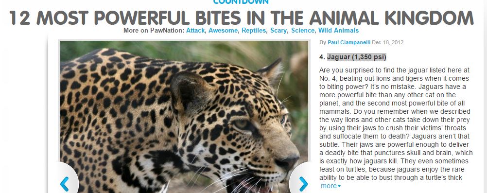 Jaguar vs Lion - Off-Topic - Comic Vine