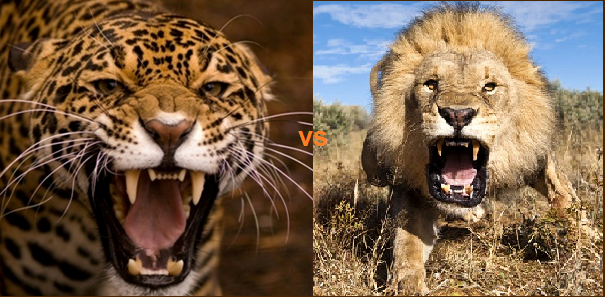 Кто сильнее ягуар или тигр. Ягуары львы тигры. Лев, тигр, леопард Ягуар, пантера. Ягуар vs тигр. Ягуар против Льва.