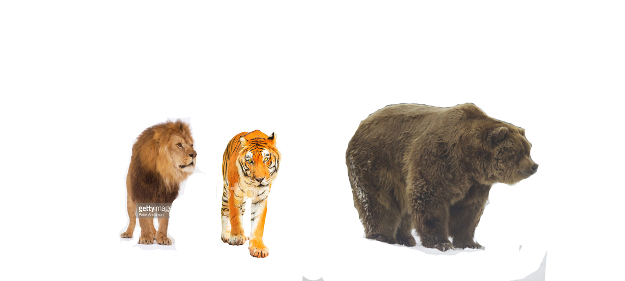 Тигр лев и медведь. Медведь Кадьяк против тигра. Медведь Гризли против тигра. Медведь Гризли против Льва. Тигр и медведь.
