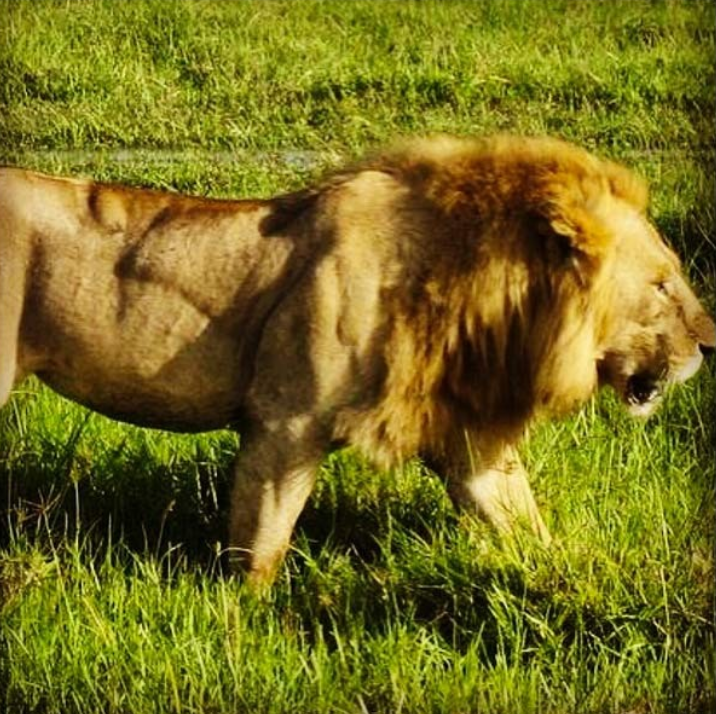 Накаченный лев. Мускулистый Лев. Мышцы Льва. Лев с мускулами. Гордые львы.