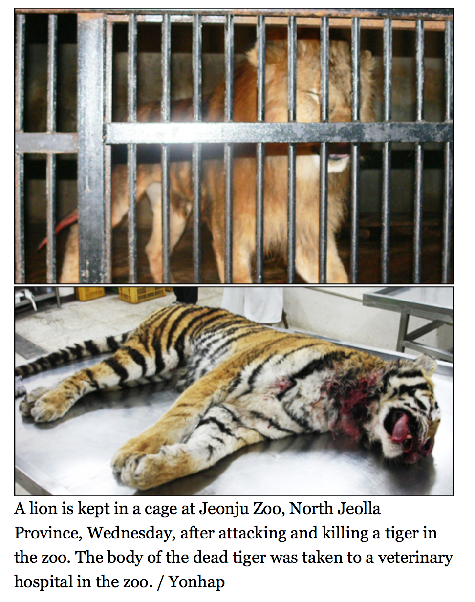 Почему тигр лев. Тигр ест человека в зоопарке. Тигр сильнее Льва.