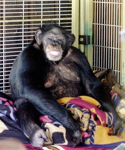 Travis, an 91-kg-chimpanzee, went crazy and attacked her owner's friend in 2007. And left her completely deformed