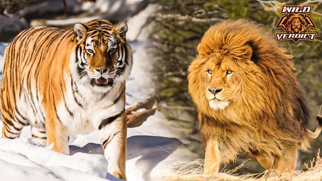 Bengal Tiger vs Siberian Tiger