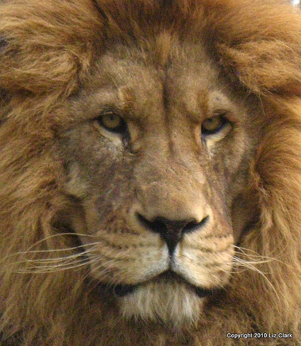 Jaguar Vs Lion - Battles - Comic Vine