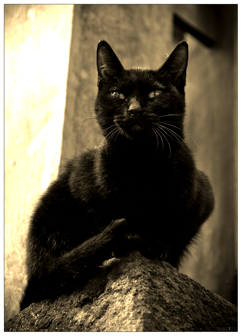 Черные коты. Элегантный черный кот. Кошечка черная. Черная. Грациозный взгляд