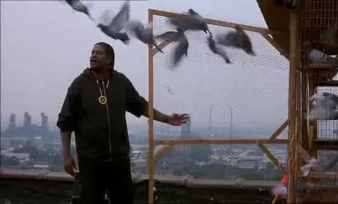 I inject my pigeons with HgH