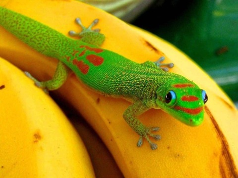 One of the east African day geckos related to the vampire geckos [1]