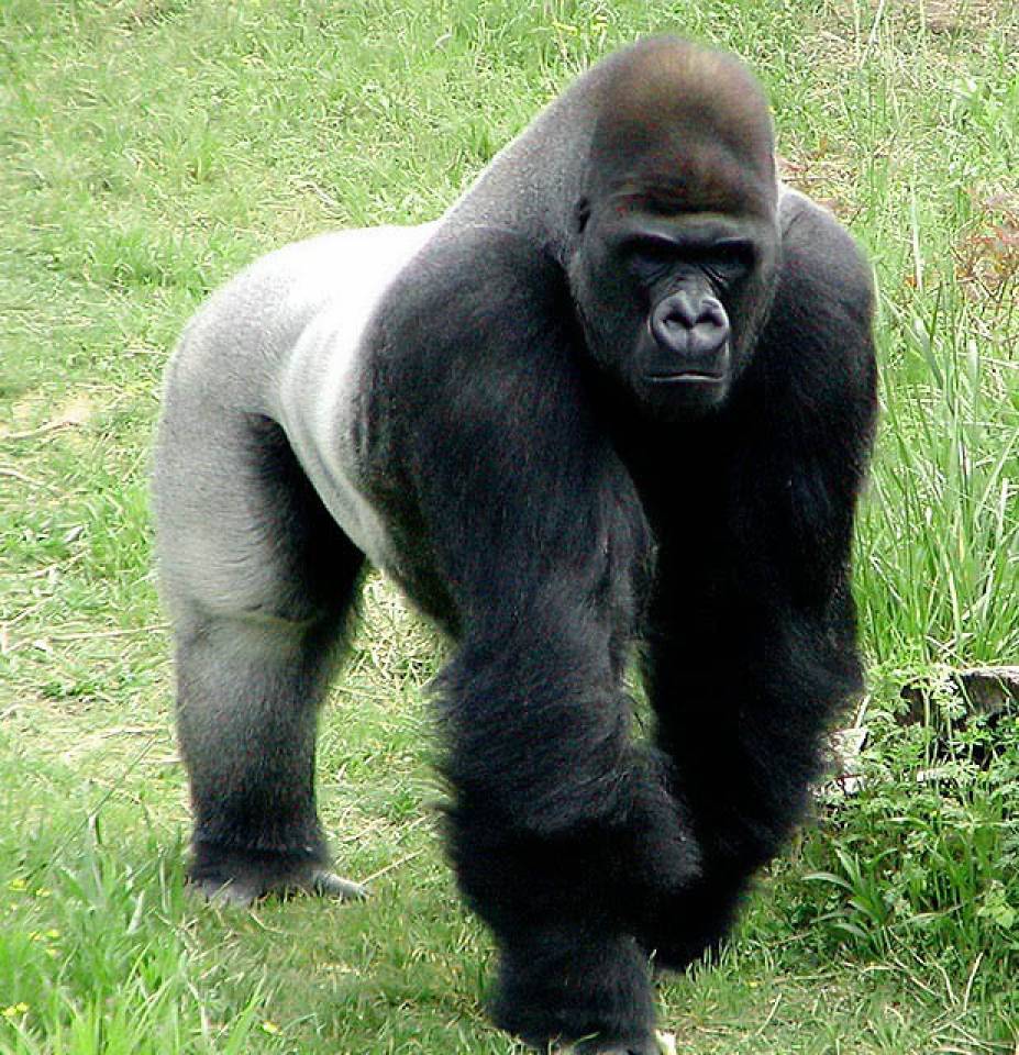 Какая сильный зверь. Сильвербэк горилла. Огромная горилла. Большая обезьяна. Горилла, самец.