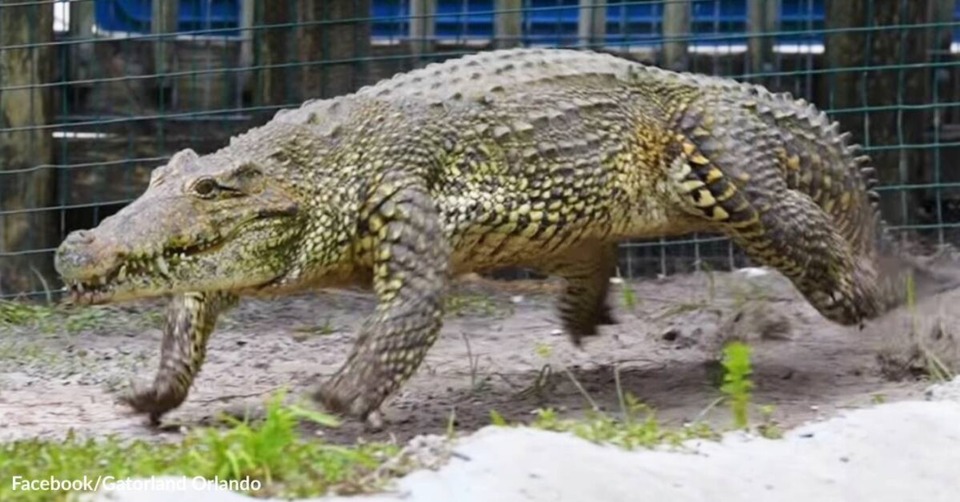 A galloping Cuban crocodile [2]